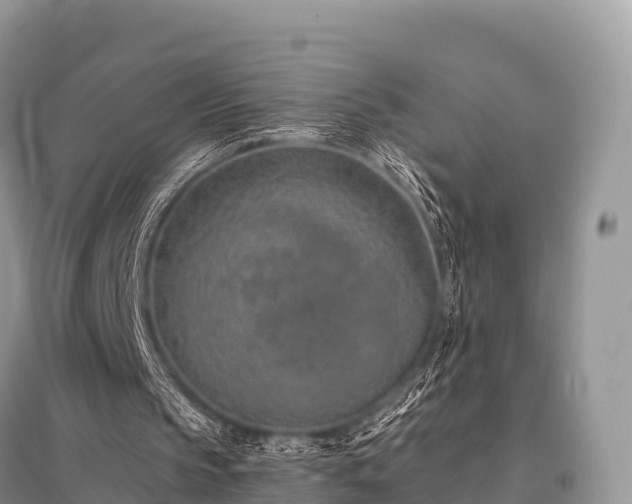 X0000096150145200801251112