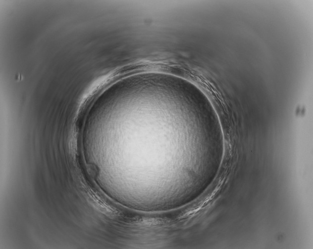 X0000096150149200801251112