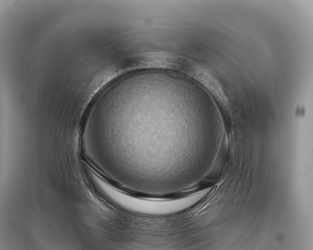 X0000096150156200801251113