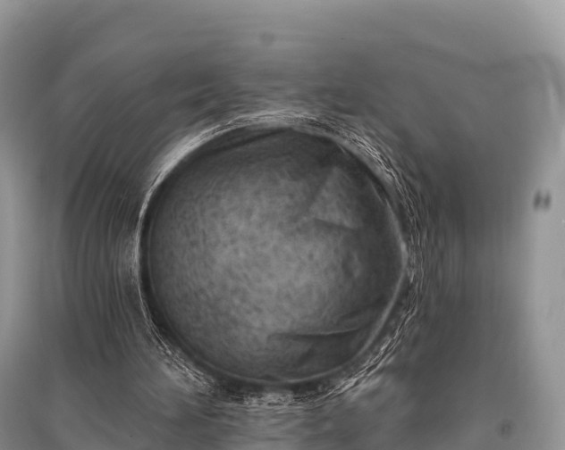 X0000096150196200801251112