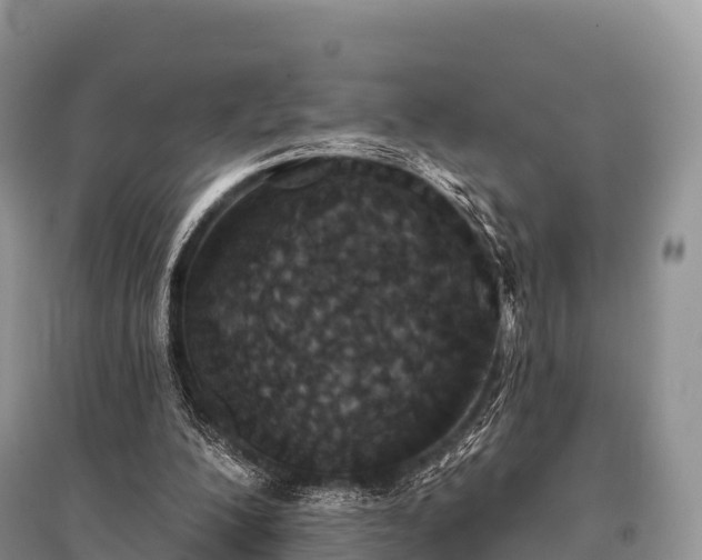 X0000096150200200801251112