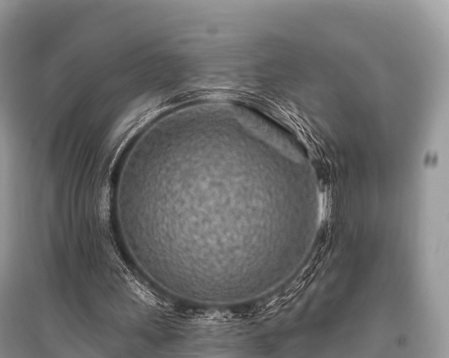 X0000096150243200801251111