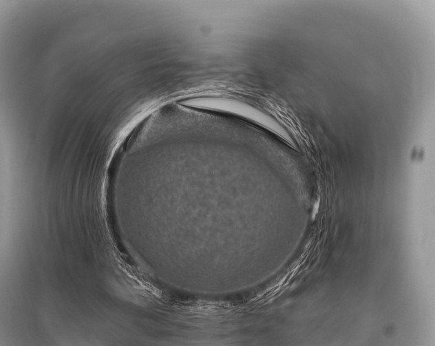 X0000096150292200801251111