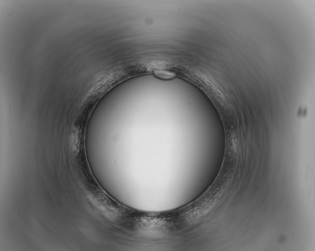 X0000096150311200801251110