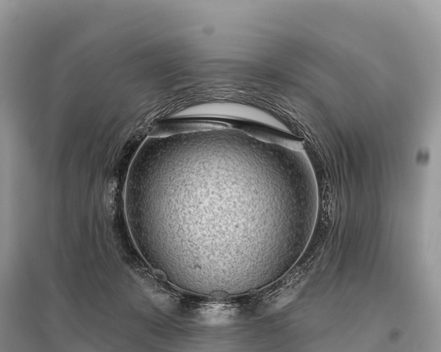 X0000096150319200801251110