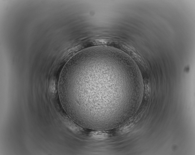 X0000096150331200801251110