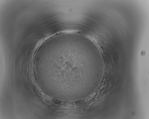 X0000096150337200801251109