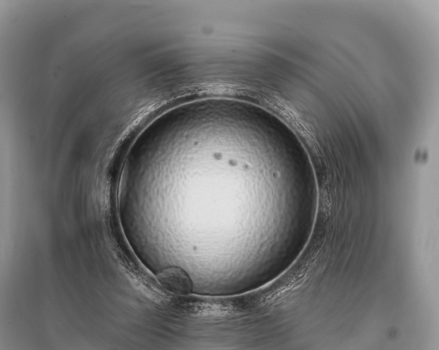 X0000096150347200801251109