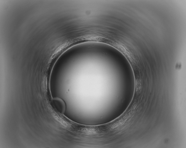 X0000096150349200801251109