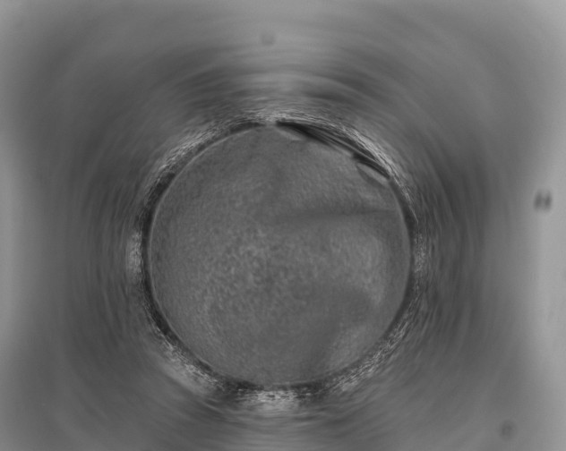 X0000096150353200801251109