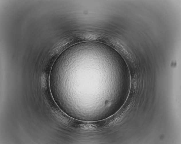X0000096150359200801251109