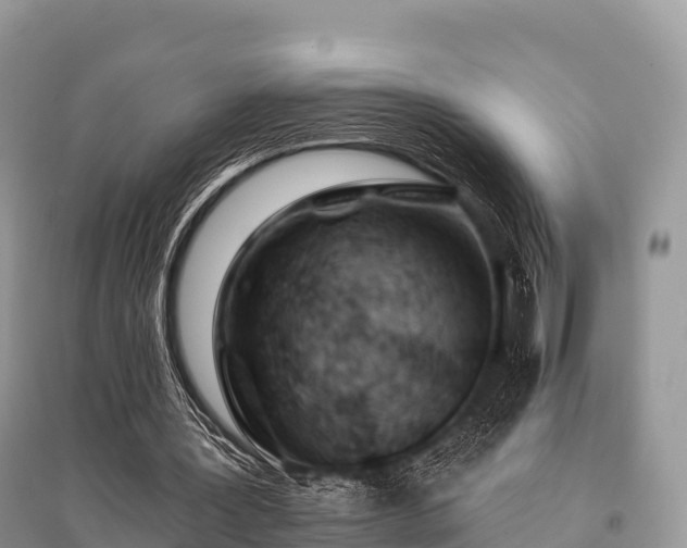 X0000096150387200801251109