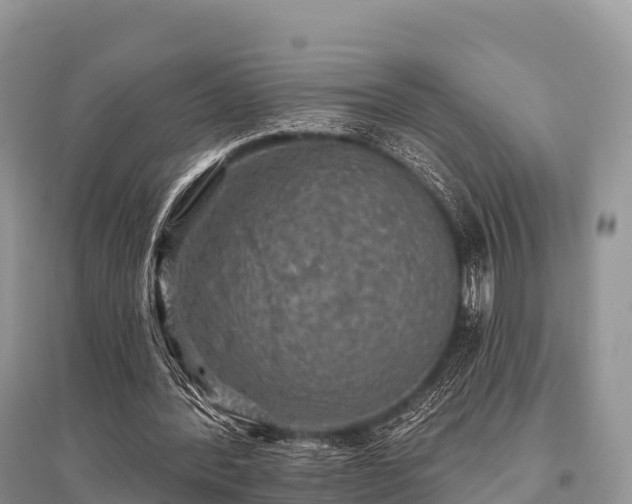 X0000096150388200801251109