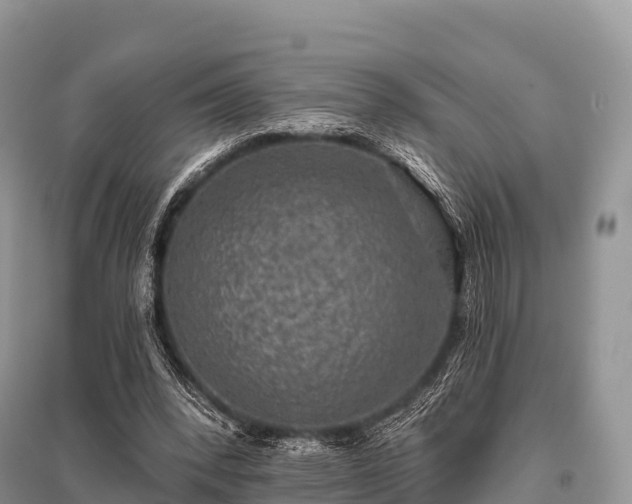 X0000096150392200801251109