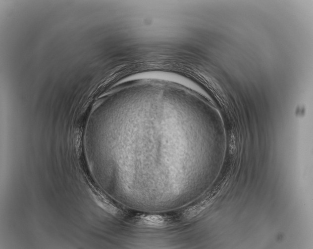 X0000096150409200801251109