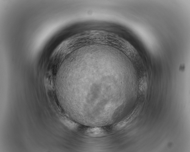 X0000096150431200801251108