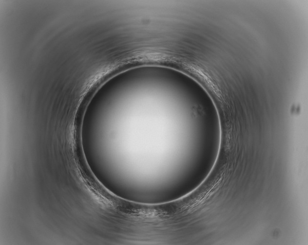 X0000096150439200801251108
