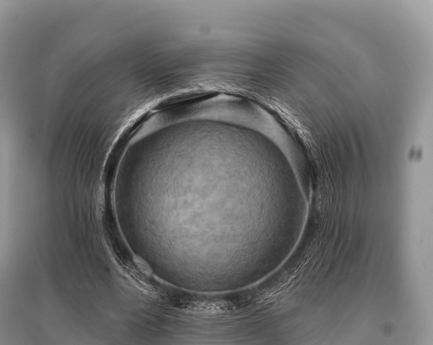 X0000096150488200801251108
