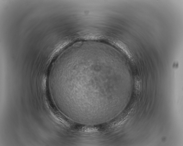X0000096150491200801251108