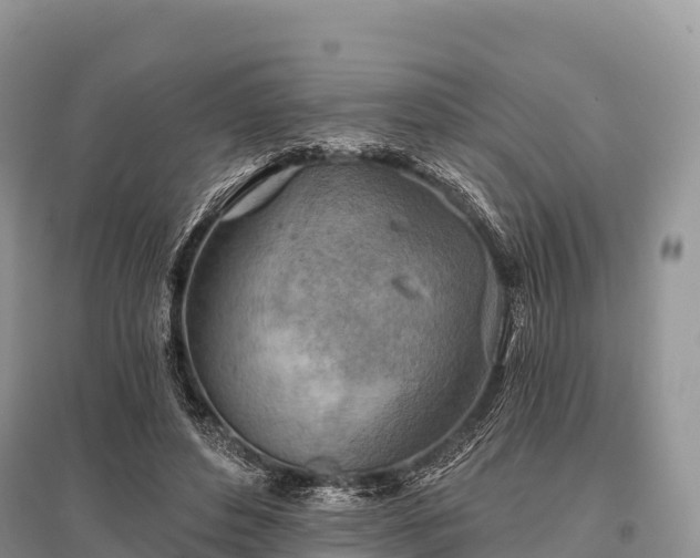 X0000096150496200801251107