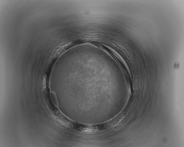 X0000096150504200801251107