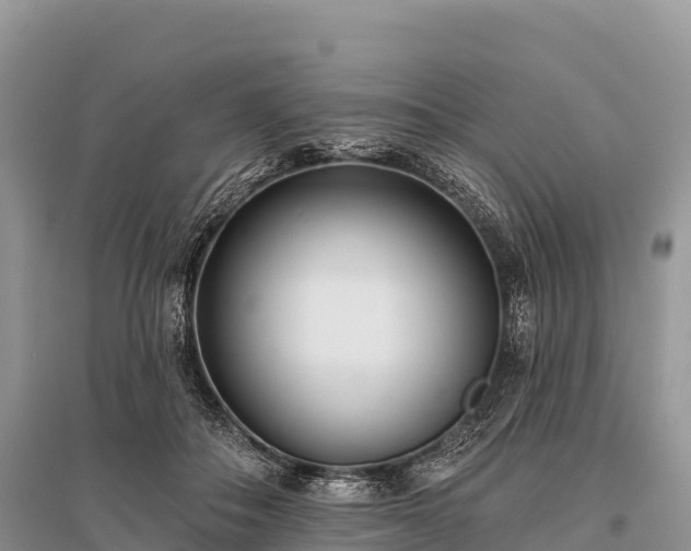 X0000096150506200801251107