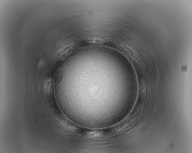 X0000096150511200801251107