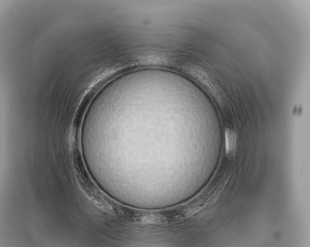 X0000096150579200801251106