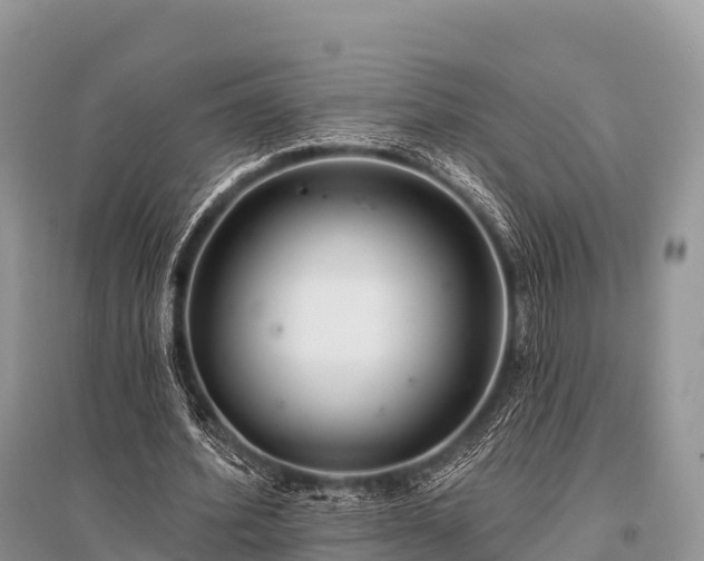 X0000096150580200801251106