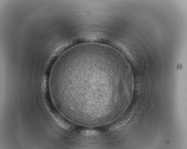 X0000096150590200801251106