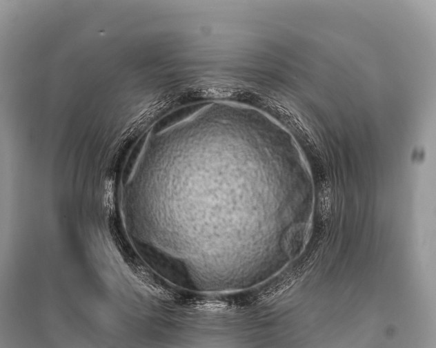 X0000096150598200801251106