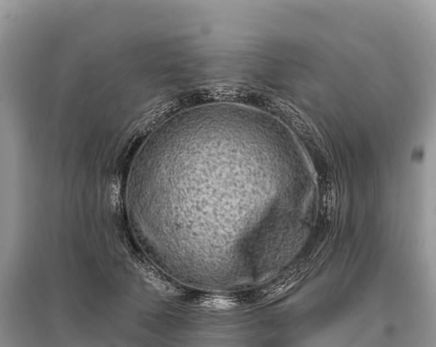 X0000096150610200801251106