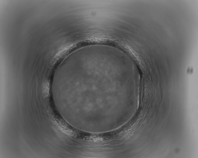X0000096150640200801251105