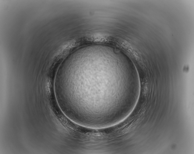 X0000096150643200801251105