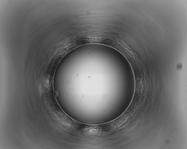 X0000096150655200801251105