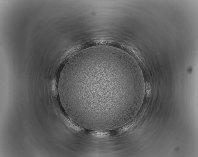 X0000096150670200801251105
