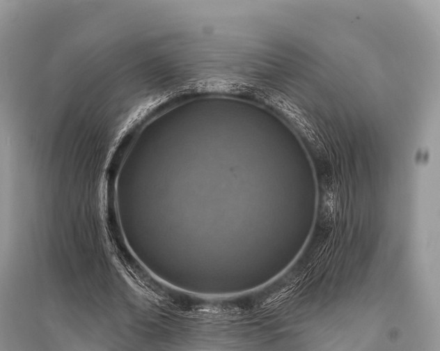 X0000096150678200801251105