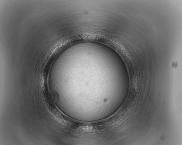 X0000096150687200801251105