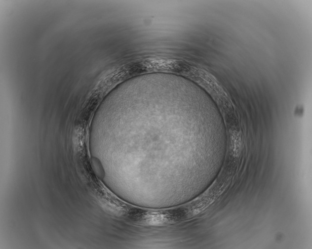 X0000096150701200801251104