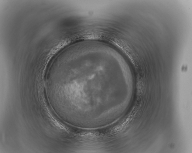 X0000096150721200801251104