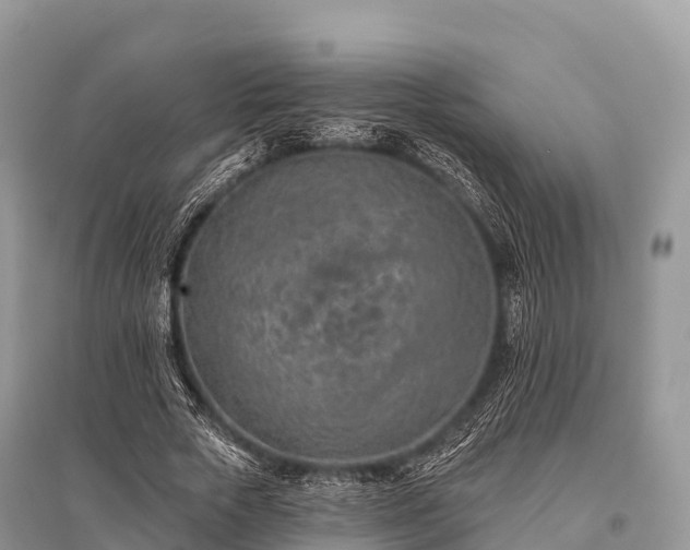 X0000096150729200801251104