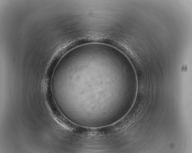 X0000096150736200801251104
