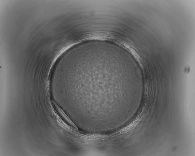 X0000096150779200801251103