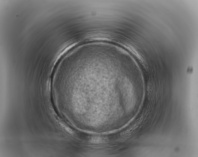 X0000096150790200801251103