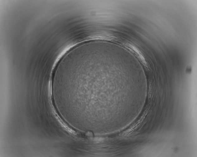 X0000096150796200801251103