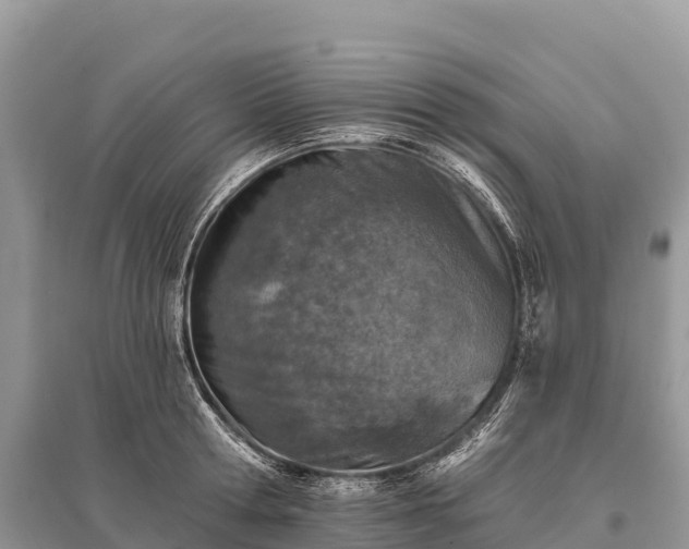 X0000096150802200801251103