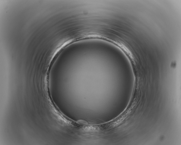 X0000096150806200801251103