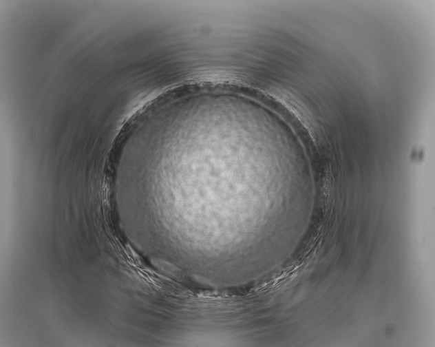 X0000096150823200801251102