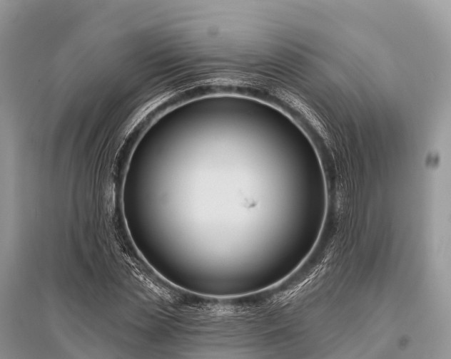 X0000096150829200801251102