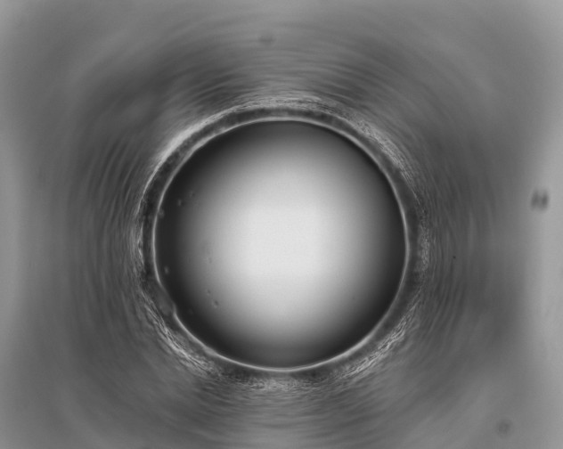 X0000096150830200801251102